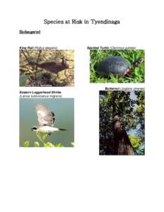 Species at Risk in Tyendinaga Endangered King Rail (Rallus elegans)  Spotted Turtle (Clemmys guttata)