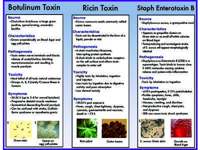 Botulinum Toxin Source .Clostridium botulinum, a large grampositive, spore-forming, anaerobic bacillus
