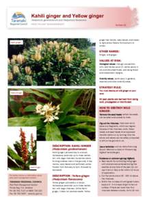 Pest plant information sheet - wild ginger