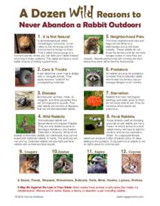 A Dozen Wild Reasons to  Never Abandon a Rabbit OutdoorsNeighborhood Pets