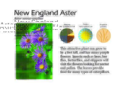 New England Aster Aster novae-angliae Blooms late summer to fall
