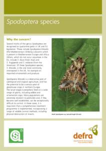 Spodoptera species Why the concern? Several moths of the genus Spodoptera are recognised as quarantine pests in UK and EU legislation. These include Spodoptera littoralis (the Mediterranean climbing cutworm) which