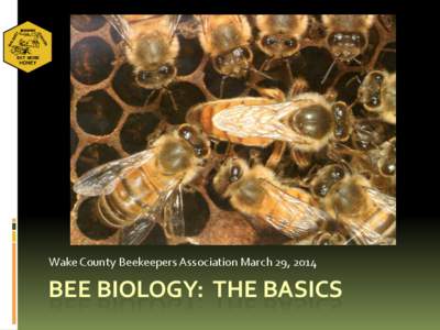 Wake County Beekeepers Association March 29, 2014  BEE BIOLOGY: THE BASICS PRESENTATION OUTLINE Honeybee Anatomy