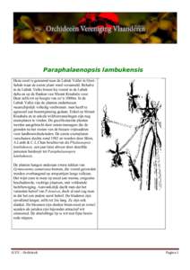 Paraphalaenopsis lambukensis Deze soort is genoemd naar de Lubuk Vallei in OostSabah waar de eerste plant werd verzameld. Behalve in de Lubuk Vallei kwam hij vooral in de Lubuk delta en op de flanken van Mount Kinabalu v