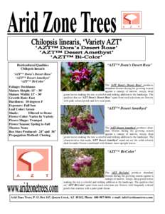 Horticultural Qualities Chilopsis linearis ‘AZT™ Dora’s Desert Rose’  ‘AZT™ Dora’s Desert Rose’