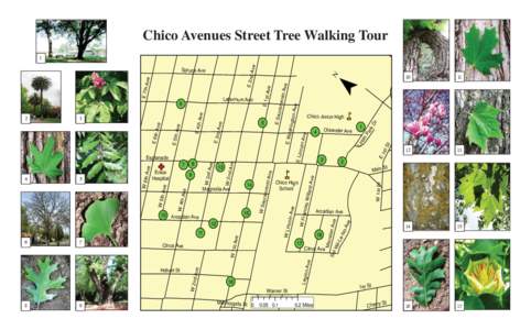 Chico Tour Chico Avenues StreetTree TreeWalking