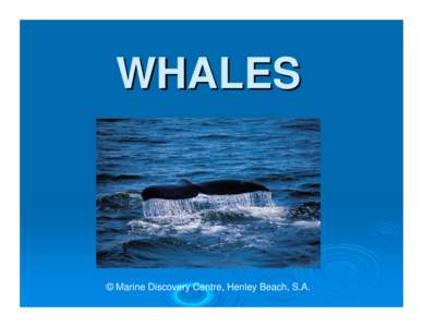 WHALES  © Marine Discovery Centre, Henley Beach, S.A. What is a whale? Whales are large, magnificent, intelligent, aquatic mammals. They breathe air