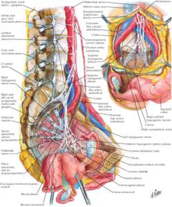 Peritoneum  Abdominal aorta Sympathetic trunk and L2 ganglion