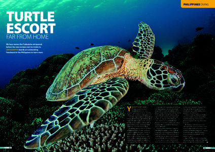PHILIPPINES DIVING  TURTLE ESCORT FAR FROM HOME We hear names like Tubbataha whispered,