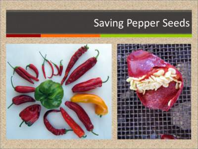 Saving Pepper Seeds  Why Save Your Own Seed? There are many reasons why people choose to save their own seed. Some of the most common are:  To preserve unique or