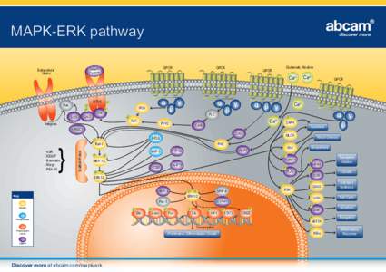 MAPK-ERK pathway GPCR Growth Factors