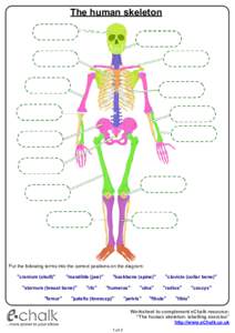 The human skeleton  Put the following terms into the correct positions on the diagram: 