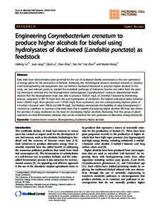 Engineering Corynebacterium crenatum to produce higher alcohols for biofuel using hydrolysates of duckweed (Landoltia punctata) as feedstock