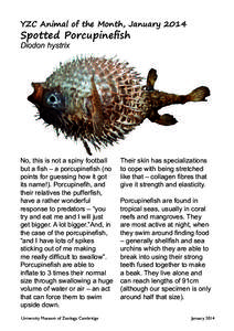 Porcupinefish profile.indd