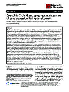 Drosophila Cyclin G and epigenetic maintenance of gene expression during development