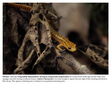 Winner: Although Long-tailed Salamanders (Eurycea longicauda longicauda) are mostly found under logs and flat stones near seepages and slow-moving woodland streams, Andrew Burmester was lucky enough to capture the rare s