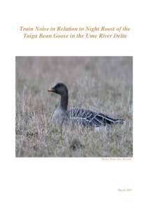 Train Noise in Relation to Night Roost of the Taiga Bean Goose in the Ume River Delta Photo: Kent-Ove Hvass©  March 2007