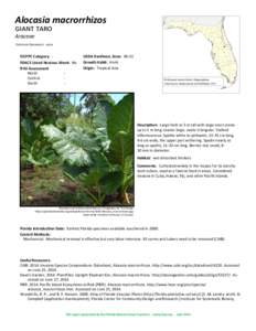 Alocasia macrorrhizos giant taro Araceae Common Synonyms: none  FLEPPC Category: FDACS Listed Noxious Weed: No