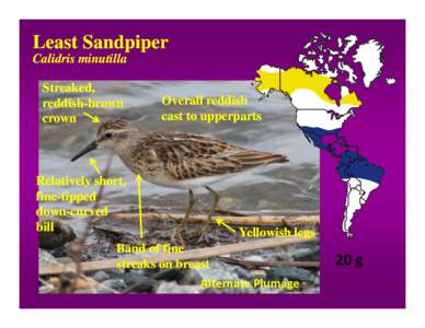 Species ID Module - Part 7 - Other Sandpipers