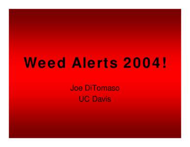 Weed Alerts 2004! Joe DiTomaso UC Davis Needlegrass or Mexican feathergrass [Nassella tenuissima (=Stipa tenuissima)]