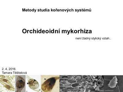 Metody studia kořenových systémů  Orchideoidní mykorhiza není žádný idylický vztah