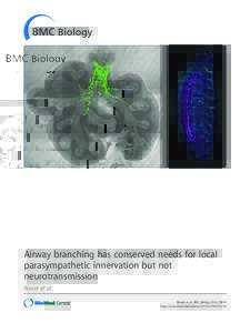 Airway branching has conserved needs for local parasympathetic innervation but not neurotransmission Bower et al. Bower et al. BMC Biology 2014, 12:92 http://www.biomedcentral.com