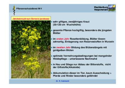 Pflanzenschutzdienst M-V  Jakobskreuzkraut (Senecio jacobaea)   sehr giftiges, zweijähriges Kraut