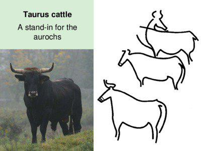 Taurus cattle A stand-in for the aurochs