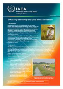 Enhancing the quality and yield of rice in Vietnam VIE5015