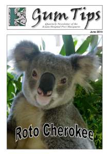 June 2014  I n 2012 a magnificent young male koala was located in the grounds of Macquarie Nature