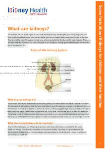 Your kidneys are one of the organs in your body that help to keep it working like your heart, lungs and liver. Most people have two kidneys, and they are inside your tummy, tucked away under your ribcage at the back. The