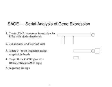 SAGE — Serial Analysis of Gene Expression 1. Create cDNA sequences from poly−A+ RNA with biotinylated ends 2. Cut at every CATG (Nla3 site) 3. Isolate 3’−most fragments using streptavidin beads