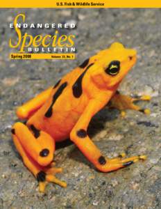 Biology / Biota / Natural environment / Amphibians / Toads / Environmental conservation / Rana / Atelopus / Panamanian golden frog / Decline in amphibian populations / Frog / Chytridiomycosis