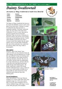 BUTTERFLY CONSERVATION SA Inc. FACT SHEET Papilio anactus page 1  Dainty Swallowtail also known as ‘Dingy Swallowtail or Small Citrus Butterfly’ Class: