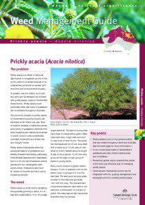 Prickly acacia (Acacia nilotica) - Weed Management Guide