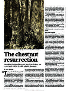 FROM GIANTS TO STUMPS  Before the fall: American chestnuts in the Great Smokey Mountains of North Carolina in[removed]The chestnut resurrection