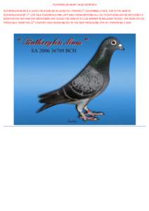 “RUTHERGLEN MUM” SABCH RUTHERGLEN MUM IS A LOVELY BCH SIMILAR IN LOOKS TO J PRYORS 1ST COLEAMBALLY HEN. SHE IS THE DAM OF RUTHERGLEN GEM” 1ST LETS TALK PIGEONTALK ONE LOFT RACE FROM NOTTING HILL VIC TO RU