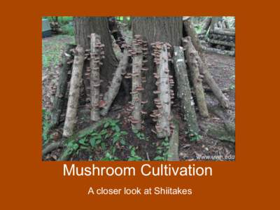Value Knowledge Practical Mushroom Cultivation A closer look at Shiitakes