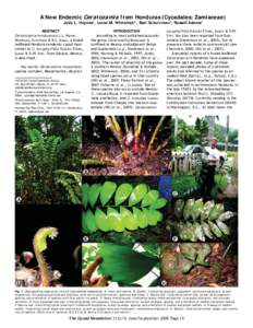 A New Endemic Ceratozamia from Honduras (Cycadales: Zamiaceae) Jody L. Haynes1, Loran M. Whitelock2 , Bart Schutzman3, Russell Adams4 ABSTRACT Ceratozamia hondurensis J.L. HAYNES, WHITELOCK, SCHUTZMAN & R.S. ADAMS, a bro