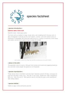 species factsheet  | species introduction | Common name: Arctic wolf Scientific name: Canis lupus arctos The Arctic wolf is a medium to large, mostly-white, wolf inhabiting North America north of