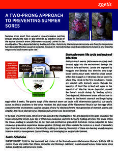 A TWO-PRONG APPROACH TO PREVENTING SUMMER SORES Summer sores result from wound or mucocutaneous junction (tissues around the eyes or lips) infection by infective larvae of the equine stomach worm (Habronema muscae) carri