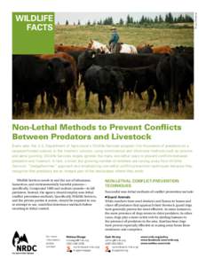 © Lisa Whiteman  wildlife facts  Non-Lethal Methods to Prevent Conflicts
