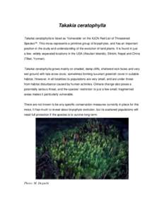 Takakia ceratophylla Takakia ceratophylla is listed as ‘Vulnerable’ on the IUCN Red List of Threatened Species™. This moss represents a primitive group of bryophytes, and has an important position in the study and 