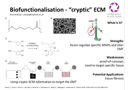 Biofunctionalisation - “cryptic” ECM Presented by:  MMP2  What is it?