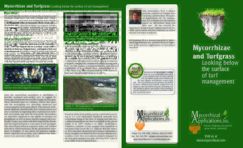 Mycorrhizae and Turfgrass: Looking below the surface of turf management Myco-What? Ten years ago the mention of mycorrhizal fungi to a turf manager might have met with a blank stare. Today’s managers are much more know