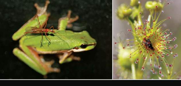 Photos: Eastern Sedgefrog, Litoria fallax, with Red-footed Spider-ant, Leptomyrmex varians, by Arthur Chapman. Sundew, Drosera peltata, by Leo Berzins. The Atlas of Living Australia is a collaboration between O The Comm