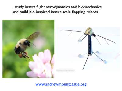I study insect flight aerodynamics and biomechanics, and build bio-inspired insect-scale flapping robots www.andrewmountcastle.org  