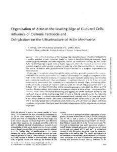 Organization of Actin i n the Leading Edge of Cultured Cells: Influence of Osmium Tetroxide and Dehydration on the Ultrastructure of Actin Meshworks J . V. SMALL, with the technical assistance of G. LANGANGER Institute o