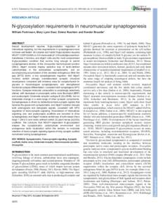 © 2013. Published by The Company of Biologists Ltd | Development[removed], [removed]doi:[removed]dev[removed]RESEARCH ARTICLE N-glycosylation requirements in neuromuscular synaptogenesis
