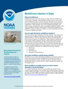 Morbillivirus Infection in Seals What is morbillivirus? Morbilliviruses are in the family Paramyxoviridae. Specific morbilliviruses cause measles (in people), canine distemper (in dogs, coyotes, wolves, and seals), rinde